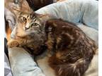 Adopt Phoebe a Maine Coon