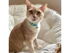 Adopt Penny a Domestic Short Hair