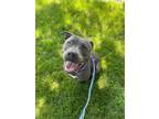 Adopt Rain a Pit Bull Terrier