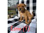 Adopt Esme a American Staffordshire Terrier, Mixed Breed