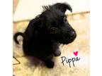 Adopt Pippa a Shih Tzu, Mixed Breed