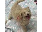 Labradoodle Puppy for sale in Summerfield, FL, USA