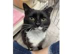 Adopt Royal a Domestic Short Hair