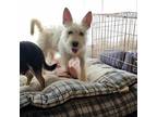 Adopt Precious a West Highland White Terrier / Westie