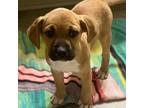Adopt Filly a Boxer, Mixed Breed
