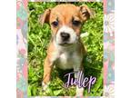 Adopt Julep a Jack Russell Terrier, Mixed Breed