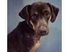 Adopt Phoenix a Beagle, Labrador Retriever