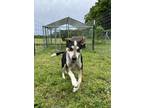 Adopt Pepper a Australian Cattle Dog / Blue Heeler