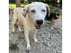 Adopt Barbie a Labrador Retriever, Mixed Breed