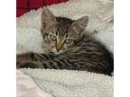 Adopt Celeste a Domestic Short Hair