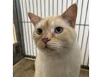 Adopt Theo a Siamese