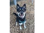 Adopt Jeremiah a Shepherd, Siberian Husky