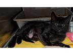 Adopt PetSmart Tomahawk a Domestic Short Hair