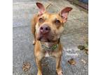 Adopt Diesel a Pit Bull Terrier