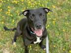 Adopt Sherman a Pit Bull Terrier