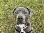 Adopt Bandito a Pit Bull Terrier