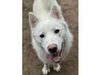 Adopt Snow a Samoyed