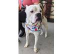 Adopt Jethro a Pit Bull Terrier, Mixed Breed