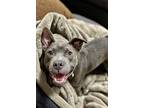 Adopt Seal a Pit Bull Terrier, Mixed Breed