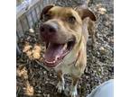 Adopt POOKIE a Black Mouth Cur