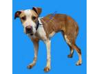Adopt TUSC-Stray-tu1264 a Pit Bull Terrier