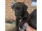 Adopt Hefner a Labrador Retriever