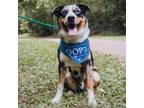 Adopt Sawyer a Australian Shepherd