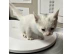 Adopt Casper a Domestic Medium Hair