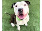 Adopt RUDY a Pit Bull Terrier