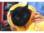 Adopt ECLIPSE* a Domestic Short Hair