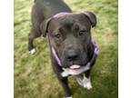 Adopt RON* a Shar-Pei, Pit Bull Terrier