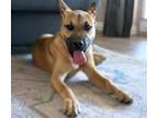 Adopt A837528 a German Shepherd Dog, Mixed Breed