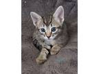 Adopt Willoughby a Domestic Short Hair, Tabby