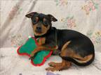 Adopt AUSTIN a Miniature Pinscher, Parson Russell Terrier