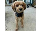 Adopt Marty 4161 a Silky Terrier