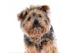 Adopt Fraggle 11832 a Yorkshire Terrier