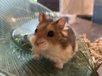 Adopt Gerard a Hamster