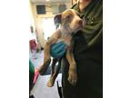 Adopt A687578 a Pit Bull Terrier