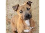 Adopt ZIP TIE a Pit Bull Terrier
