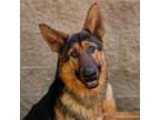 Adopt CHAMP a German Shepherd Dog