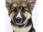Adopt Valor a Bernese Mountain Dog, German Shepherd Dog