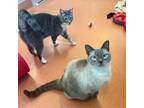 Adopt Ares and Zeus a Domestic Short Hair