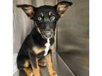 Adopt Scout a Mixed Breed