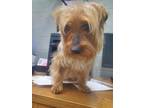 Adopt George a Yorkshire Terrier, Mixed Breed