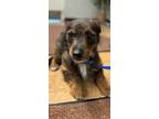 Adopt Teddy a Terrier, Mixed Breed