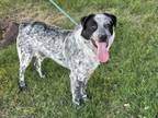 Adopt A131911 a Australian Shepherd, Mixed Breed