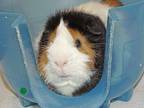 Adopt CHEESE a Guinea Pig