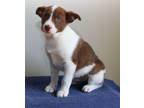 Adopt ULMER a Australian Shepherd