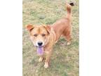 Adopt Woody a Siberian Husky, Chow Chow