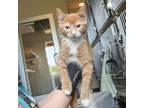 Adopt Drax the Destroyer a Domestic Short Hair